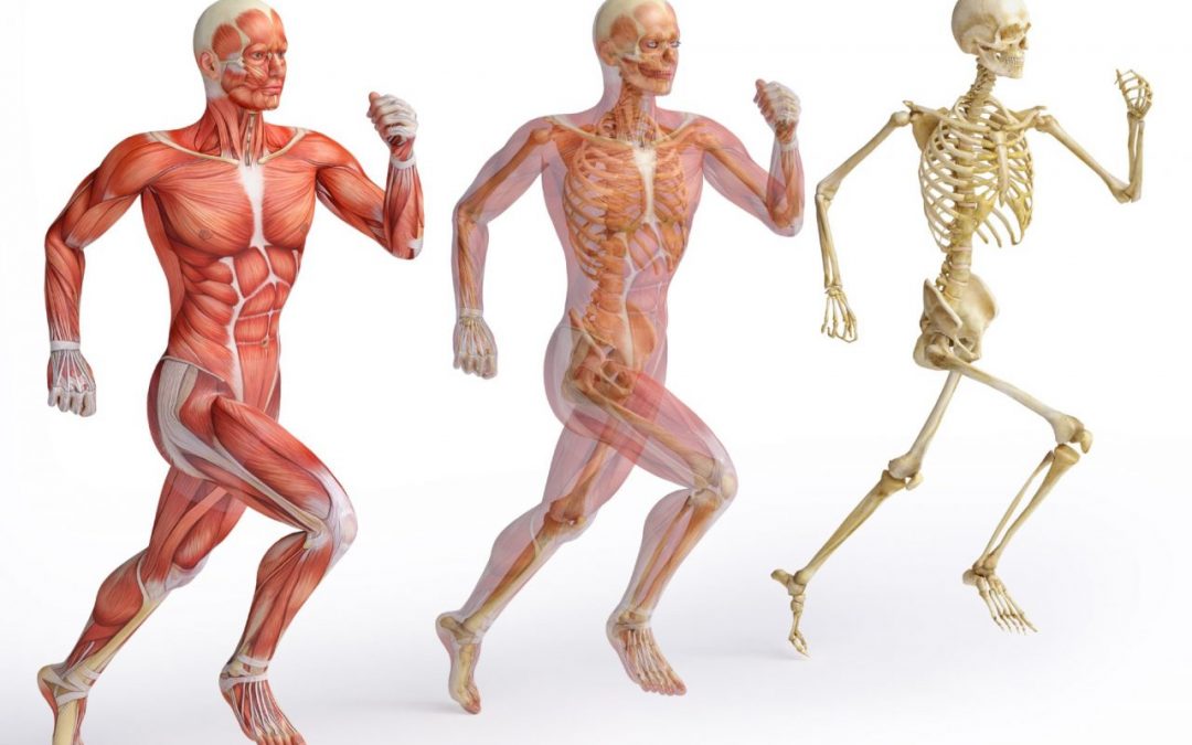 Musculoskeletal Health