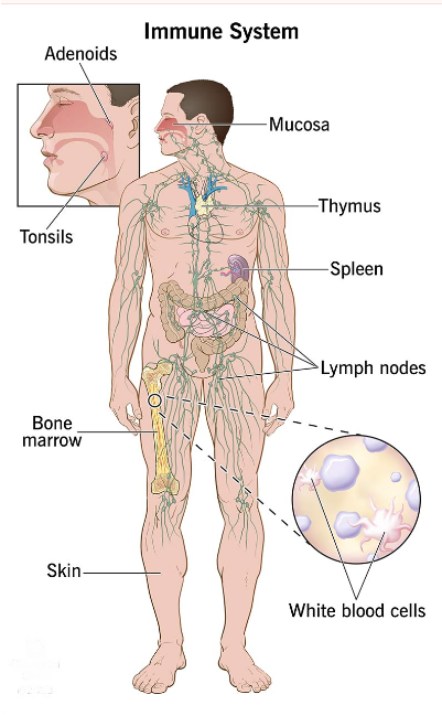 immune function