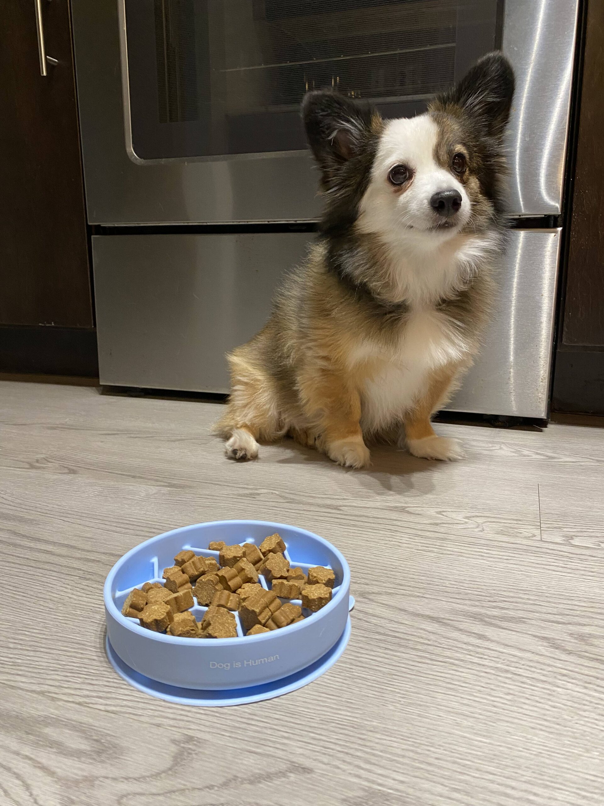 Dog is Human Reviews