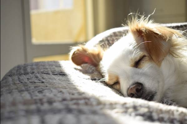 Overview of PetCareRX