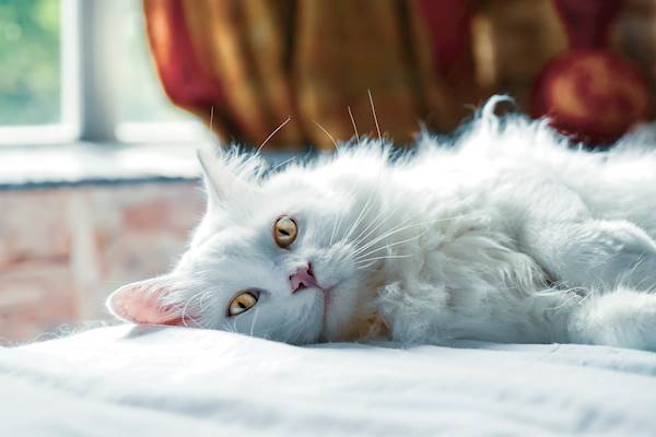 PetCareRX Reviews