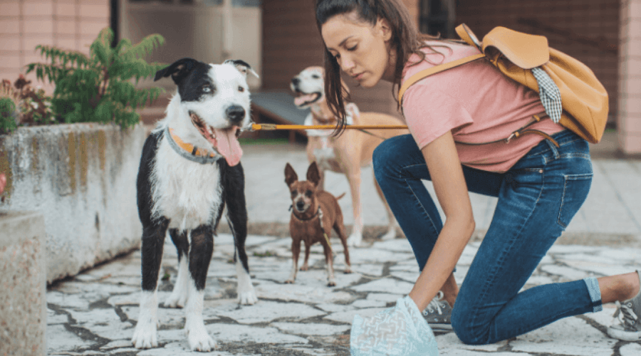 Trusted House Sitters Work 